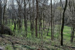 IMG_0050