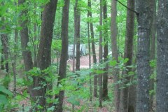 IMG_0154