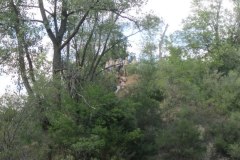 IMG_0868