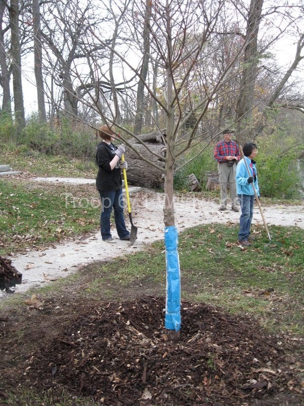 2012-11-10WildwoodParkDistrictServiceProject073