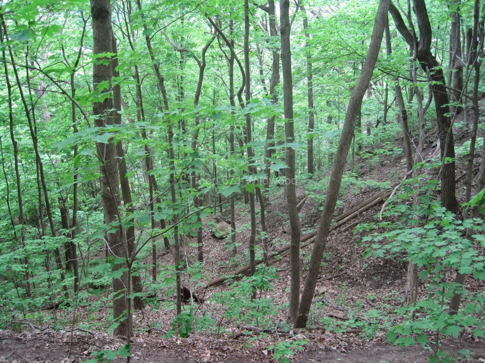 MississippiPalisades_EdThomasIMG_8549