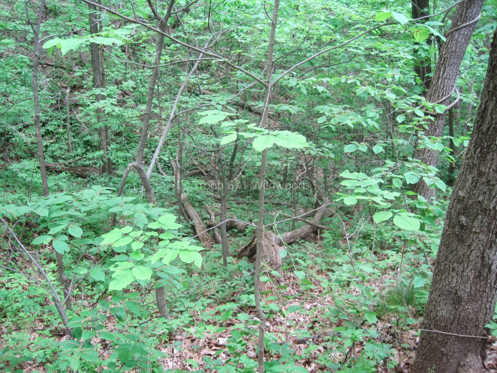 MississippiPalisades_EdThomasIMG_8550