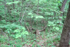 MississippiPalisades_EdThomasIMG_8550