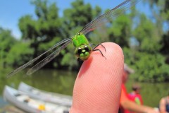 IMG_0437