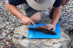 BWCA fish fry