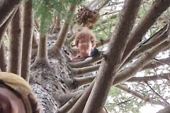 Looking up a tree